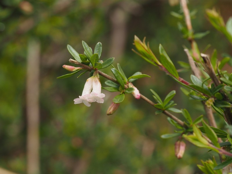 Lonicera angustifolia photo 8
