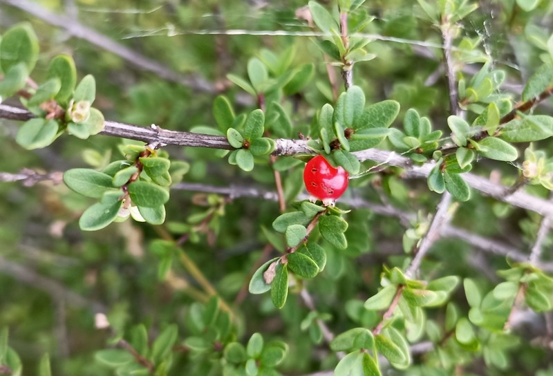 Lonicera angustifolia var. myrtillus photo 2