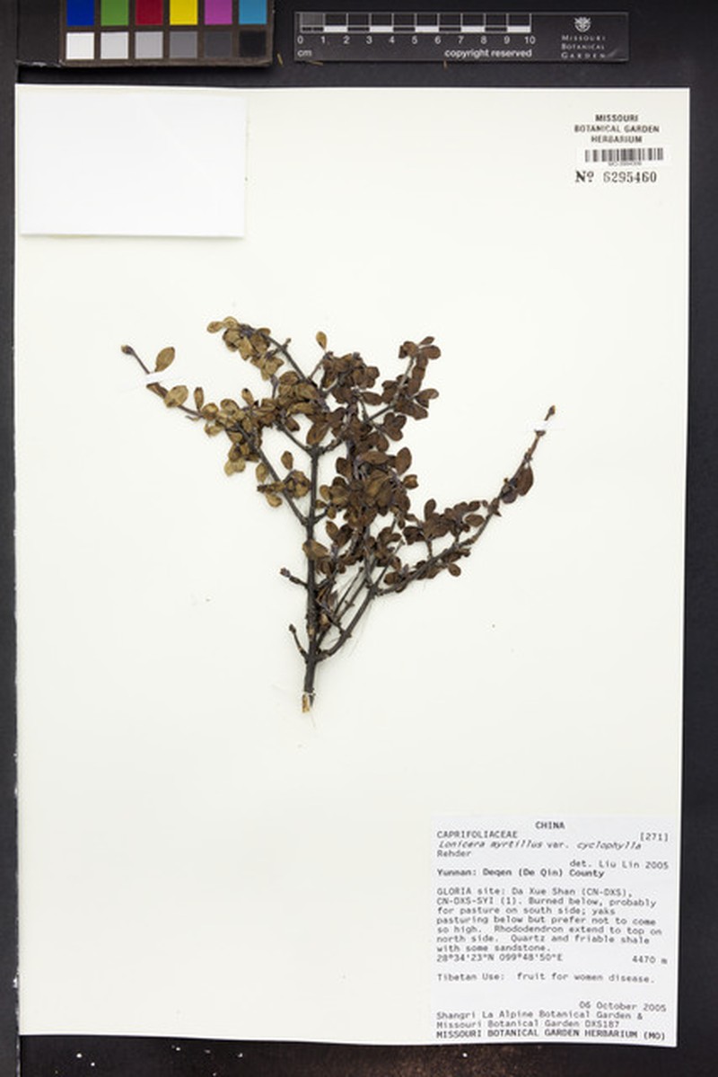 Lonicera angustifolia var. myrtillus photo 5