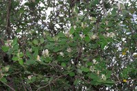 Lonicera arborea