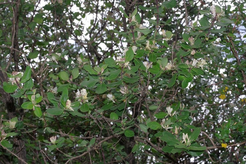 Lonicera arborea