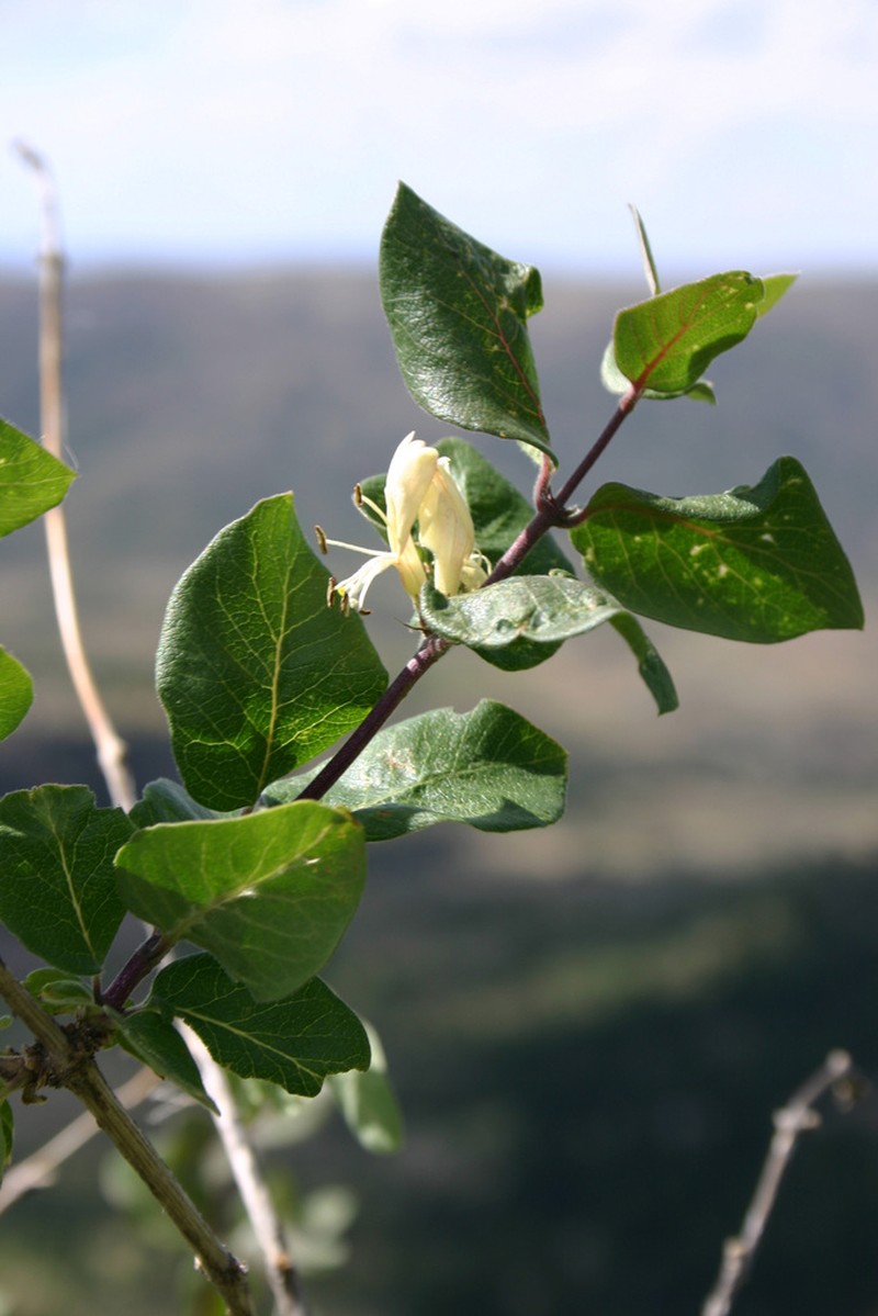 Lonicera arborea photo 2