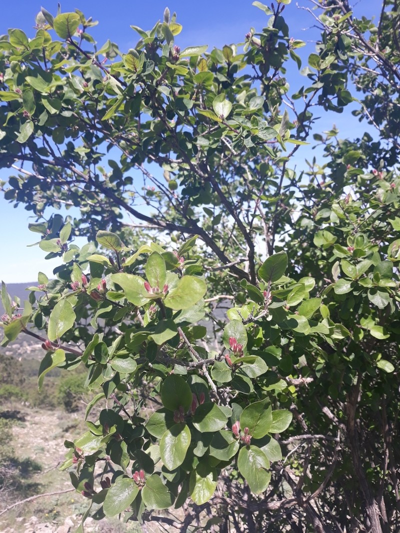 Lonicera arborea photo 3