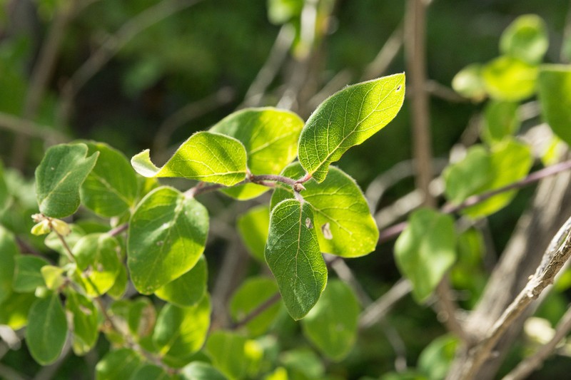 Lonicera arborea photo 4