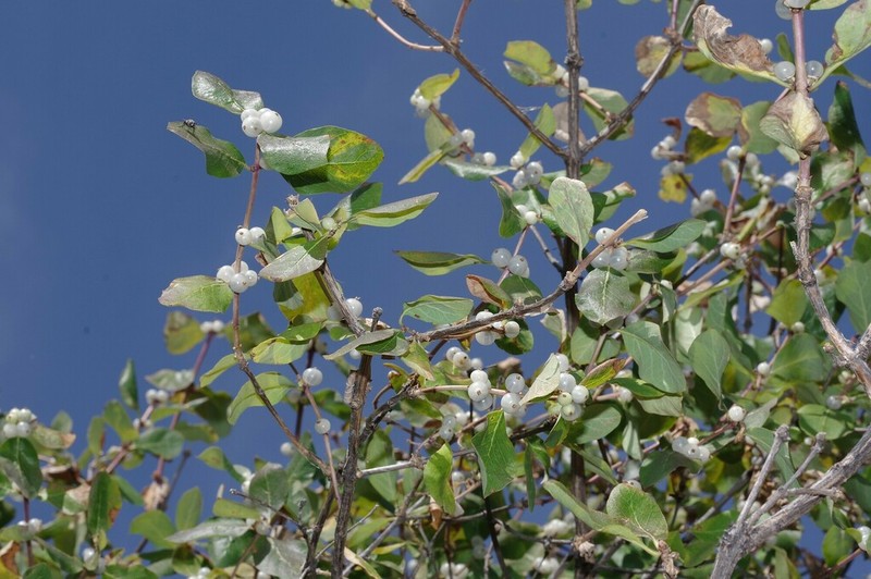 Lonicera arborea photo 5
