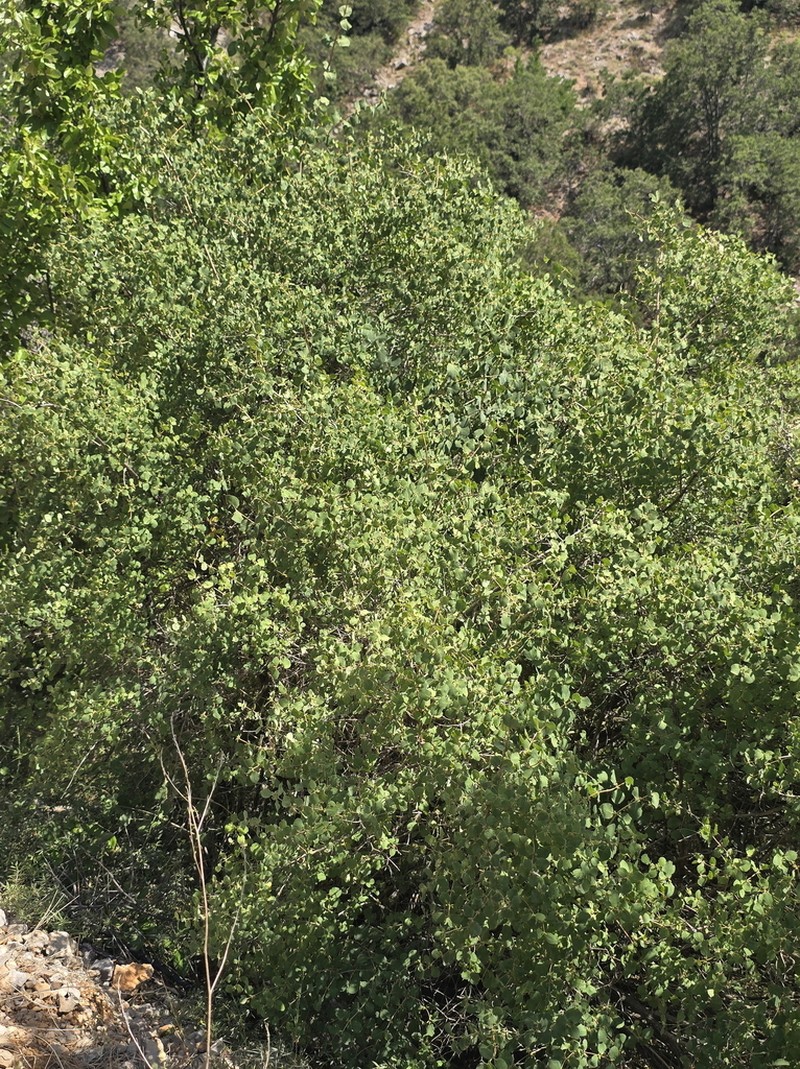 Lonicera arborea photo 6