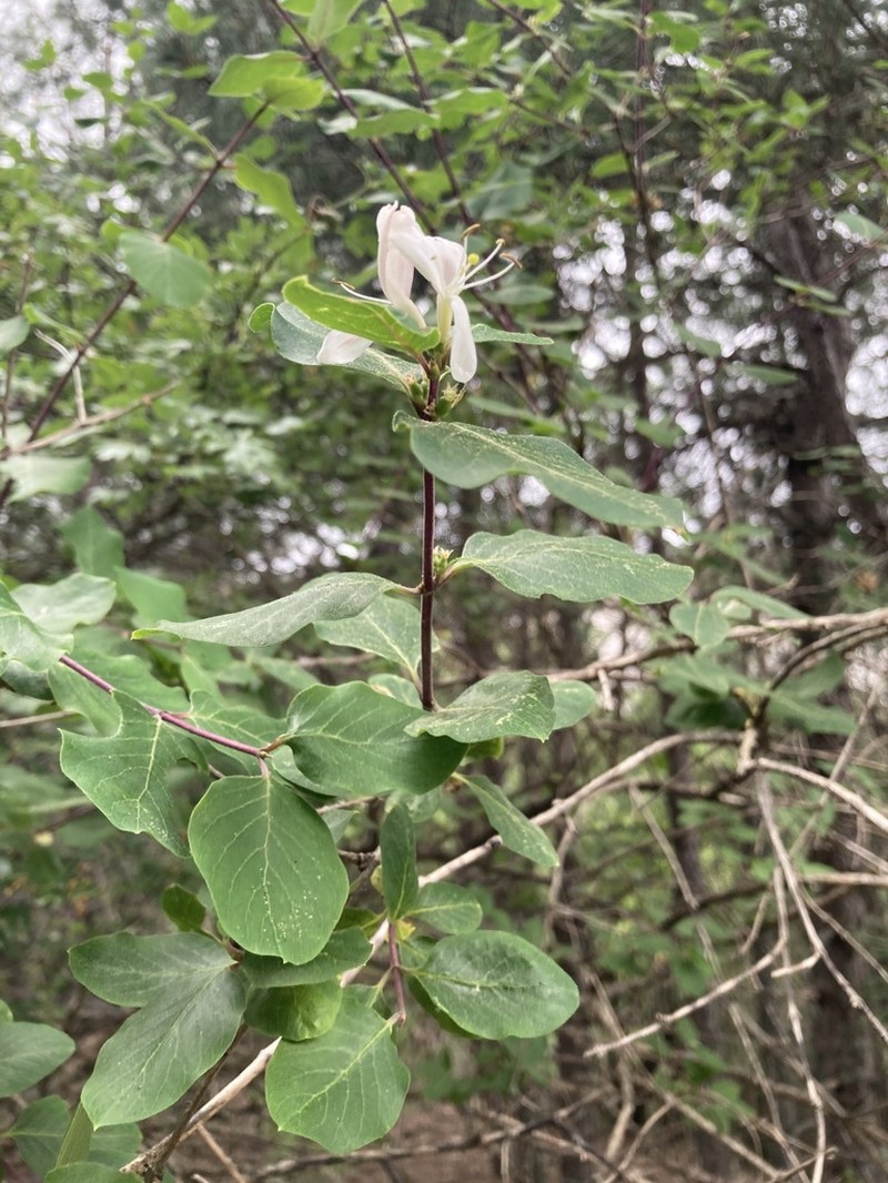 Lonicera arborea photo 7