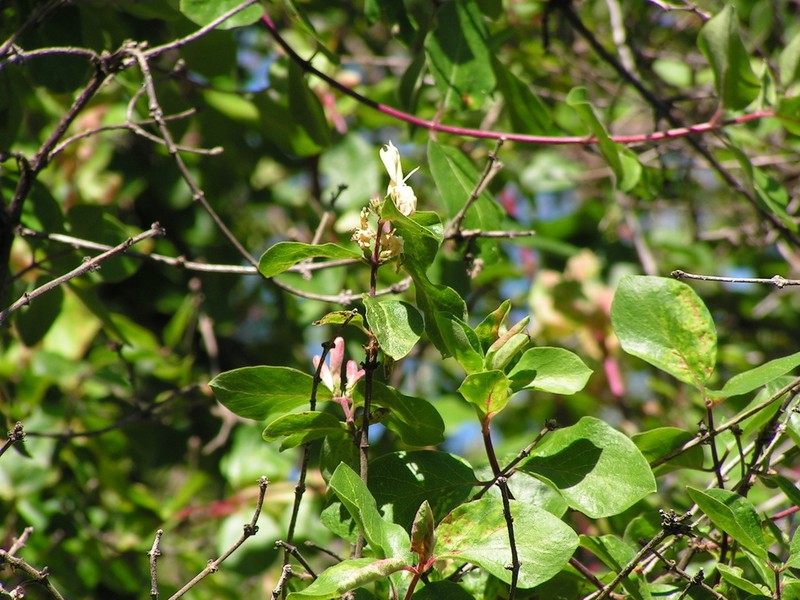 Lonicera arborea photo 8