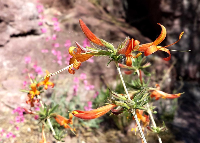 Arizona Honeysuckle