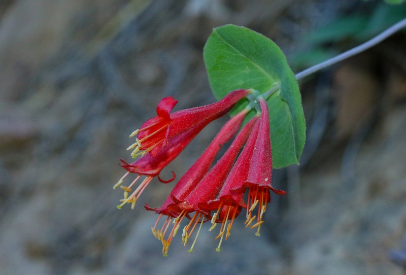 Arizona Honeysuckle