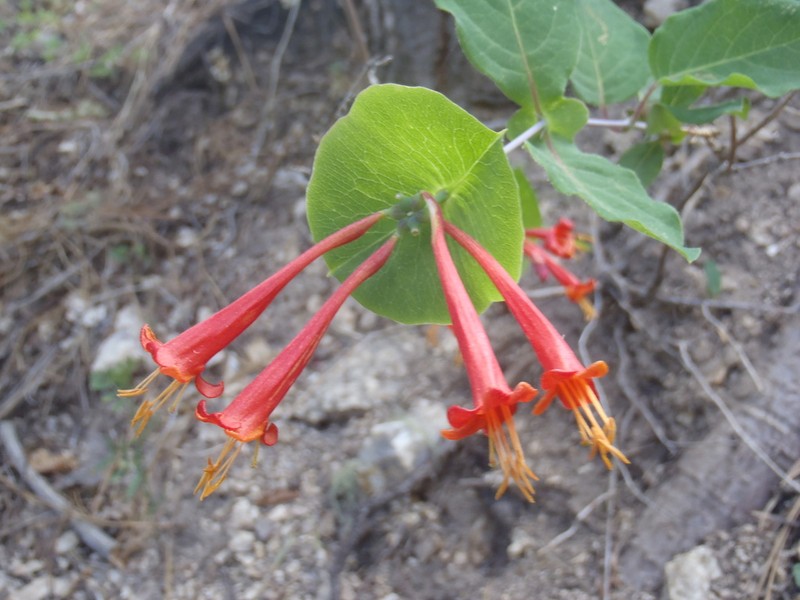Arizona Honeysuckle photo 2