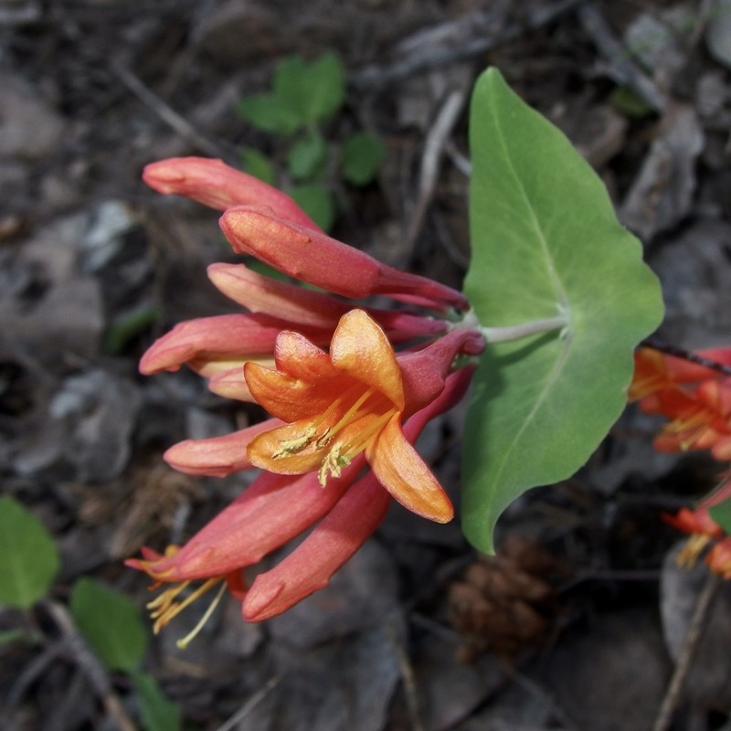 Arizona Honeysuckle photo 3