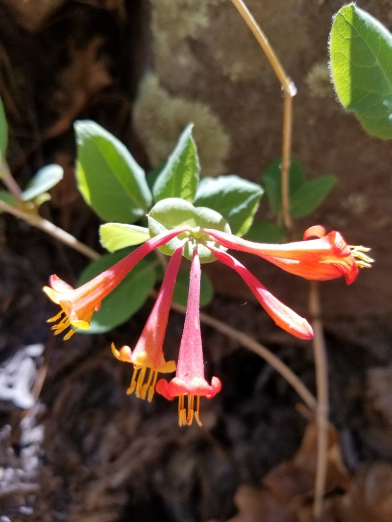 Arizona Honeysuckle photo 5