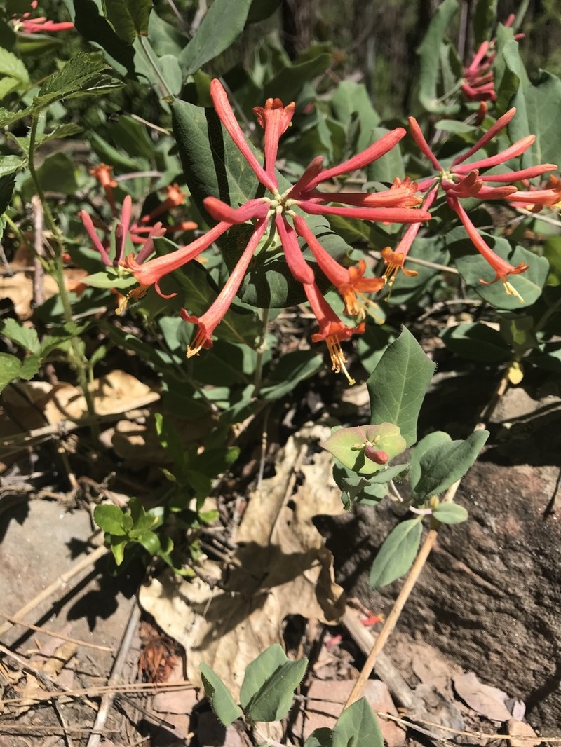 Arizona Honeysuckle photo 6