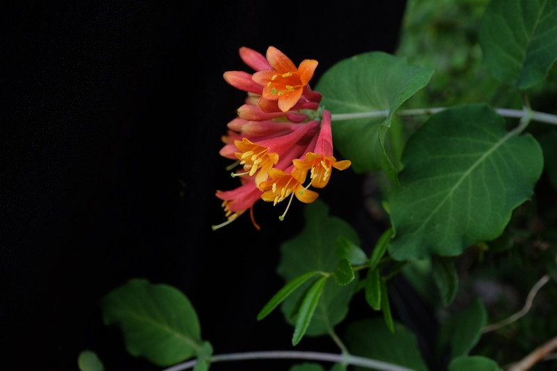Arizona Honeysuckle photo 7