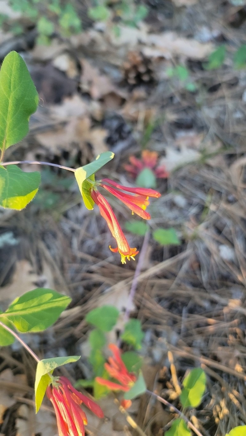 Arizona Honeysuckle photo 8