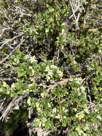 Lonicera asperifolia