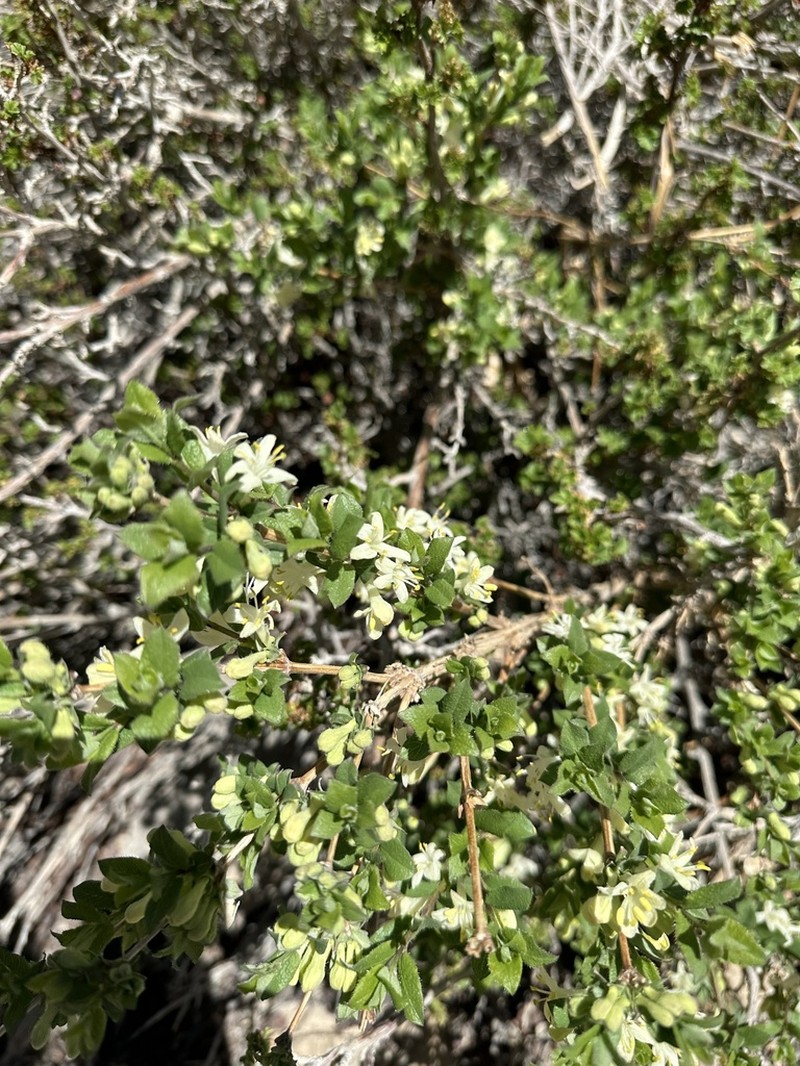 Lonicera asperifolia