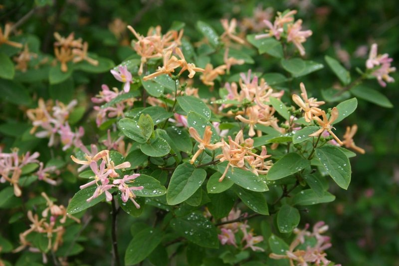 Showy Fly Honeysuckle photo 2