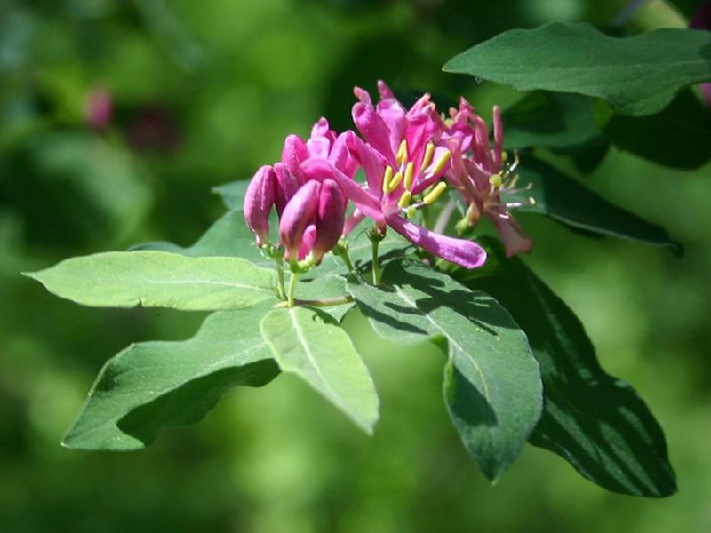 Showy Fly Honeysuckle photo 3