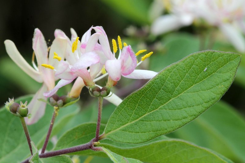Showy Fly Honeysuckle photo 4