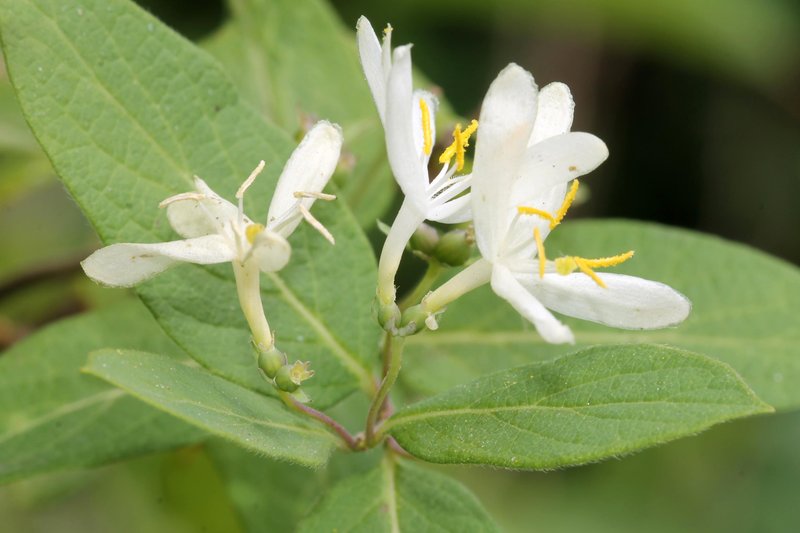 Showy Fly Honeysuckle photo 5