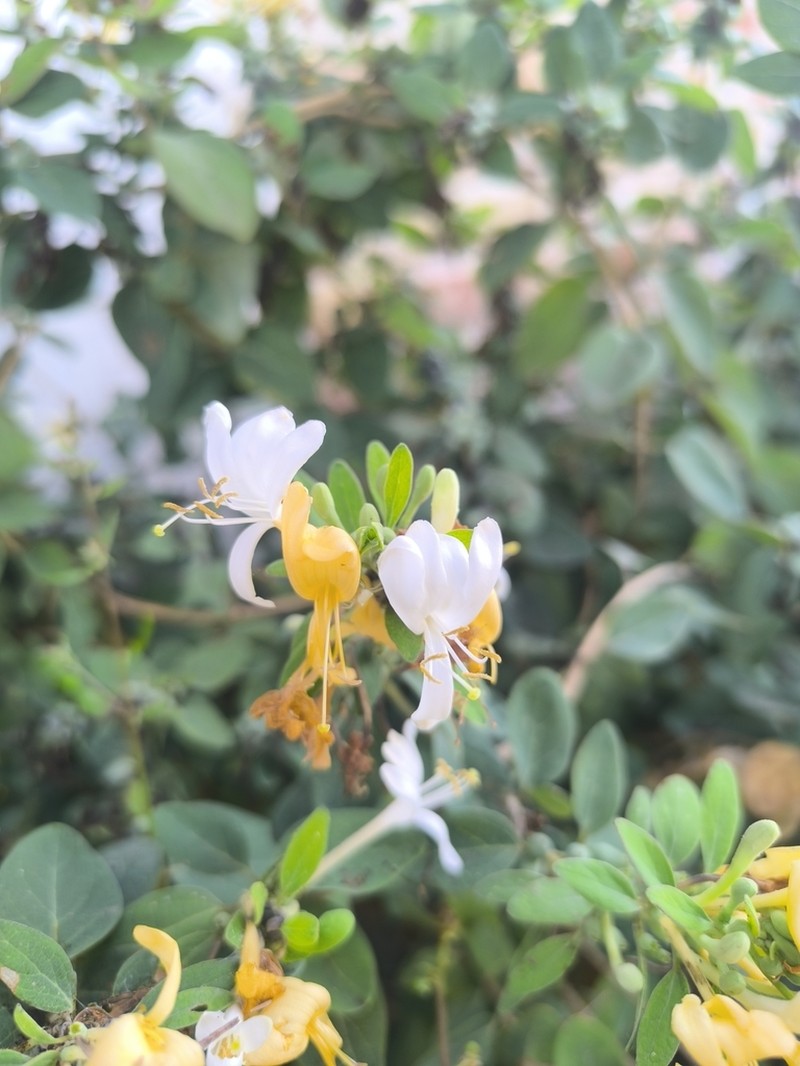 Lonicera biflora