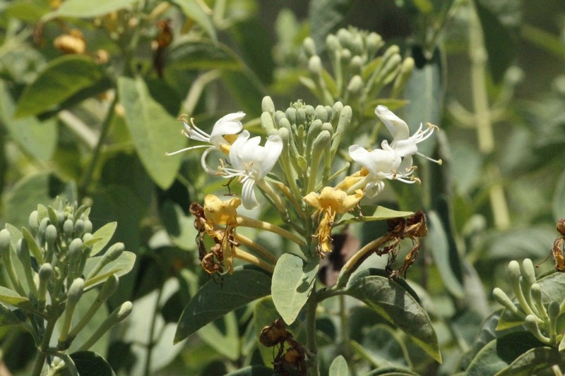 Lonicera biflora photo 2