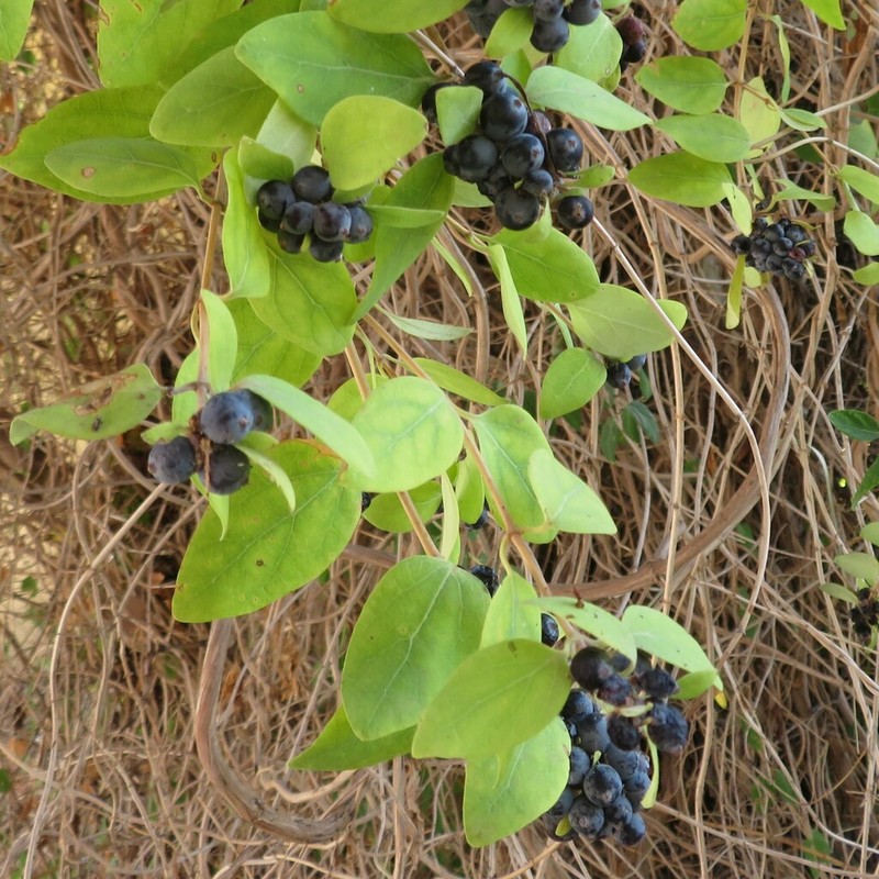 Lonicera biflora photo 4