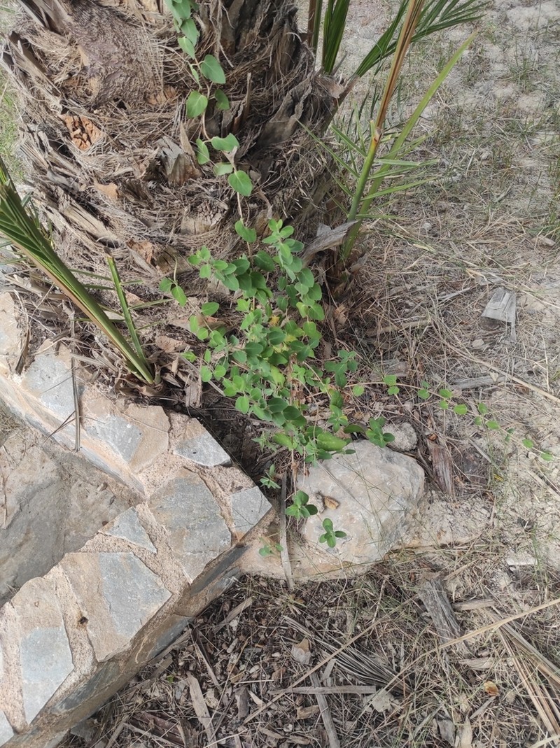 Lonicera biflora photo 5