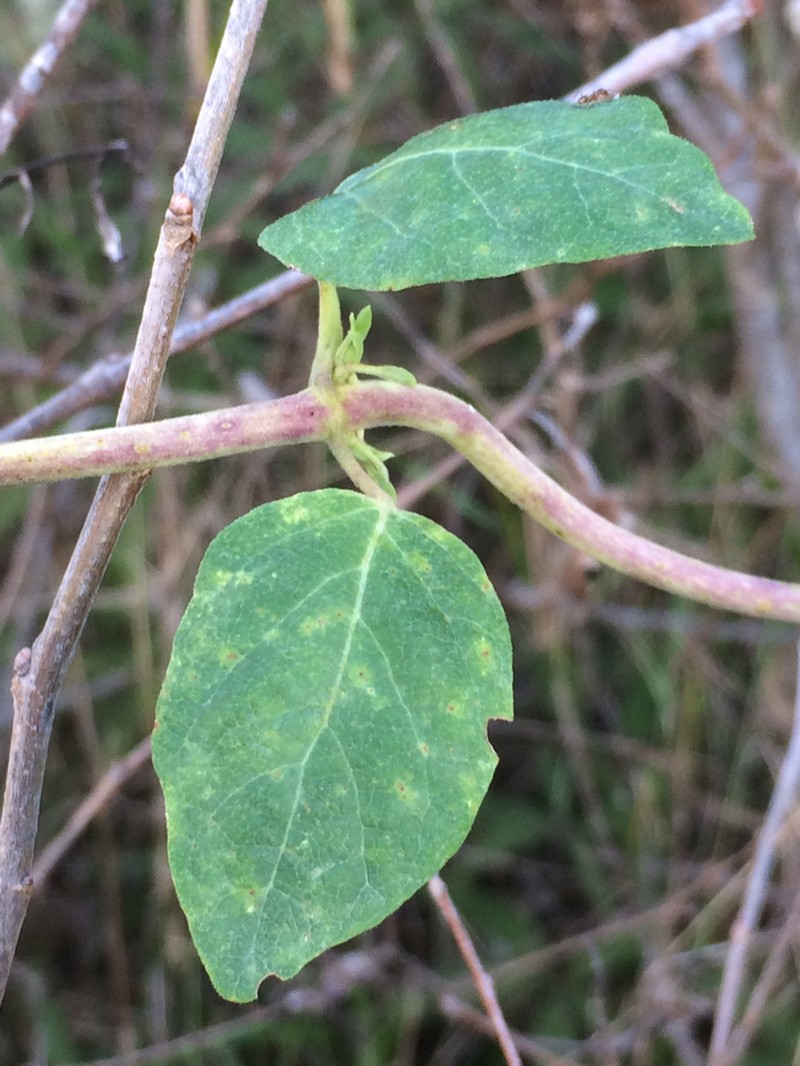 Lonicera biflora photo 7