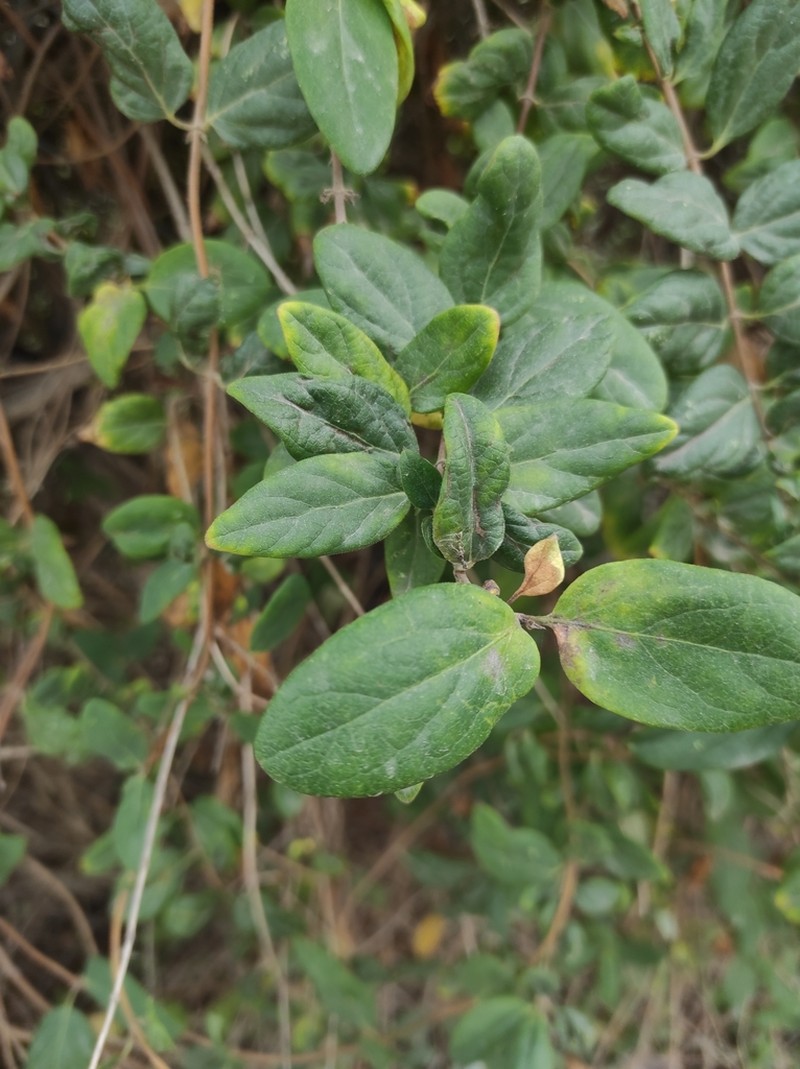 Lonicera biflora photo 8