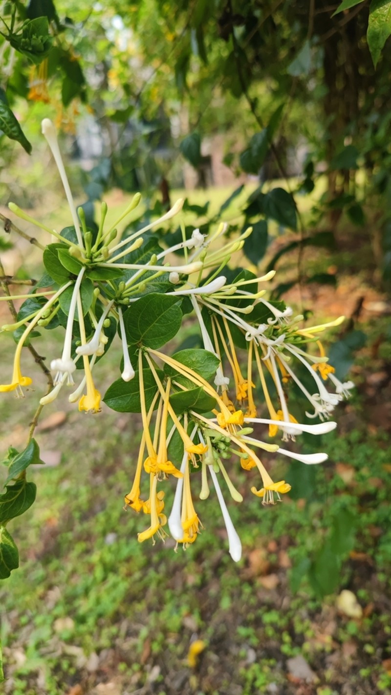 Lonicera bournei
