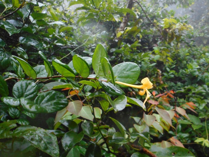 Lonicera bournei photo 2