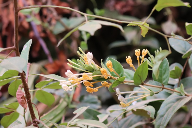Lonicera bournei photo 3