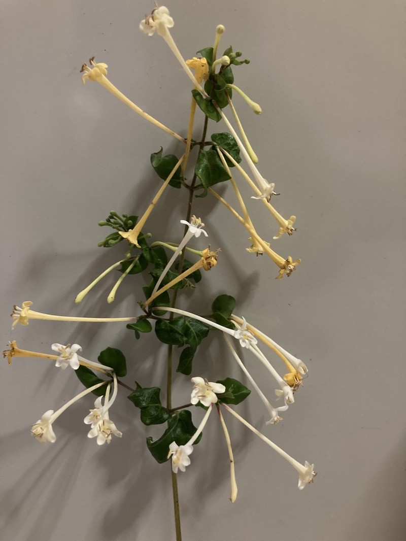 Lonicera bournei photo 4