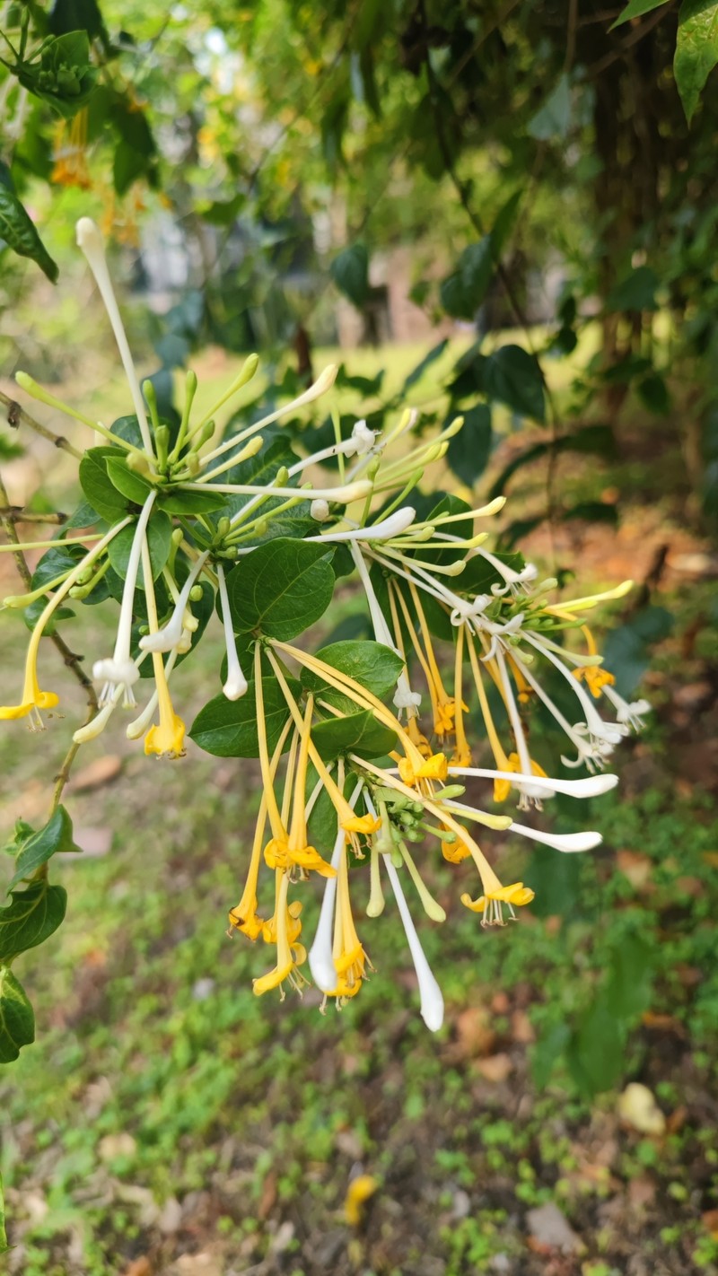 Lonicera bournei photo 5