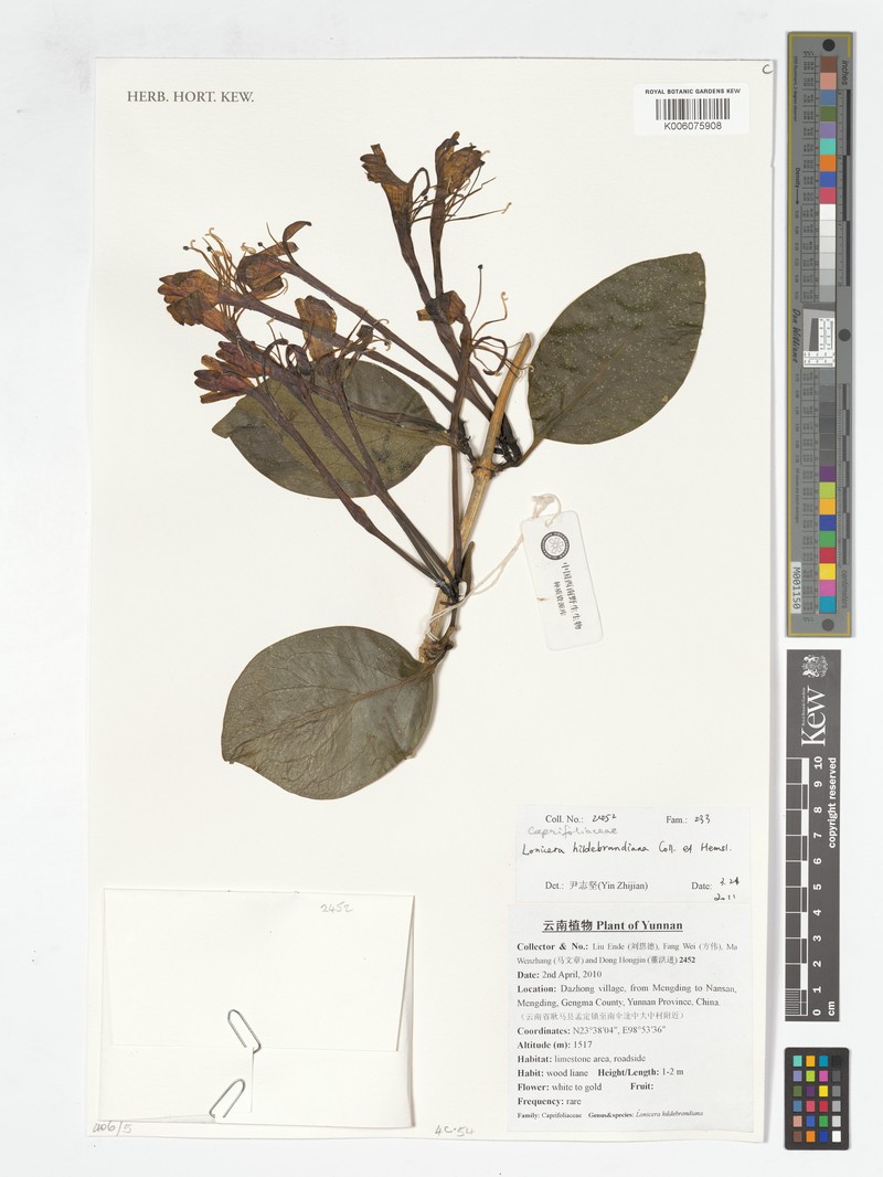 Lonicera bournei photo 6