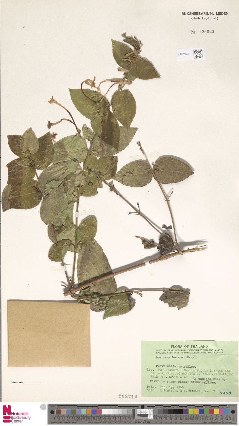 Lonicera bournei photo 7
