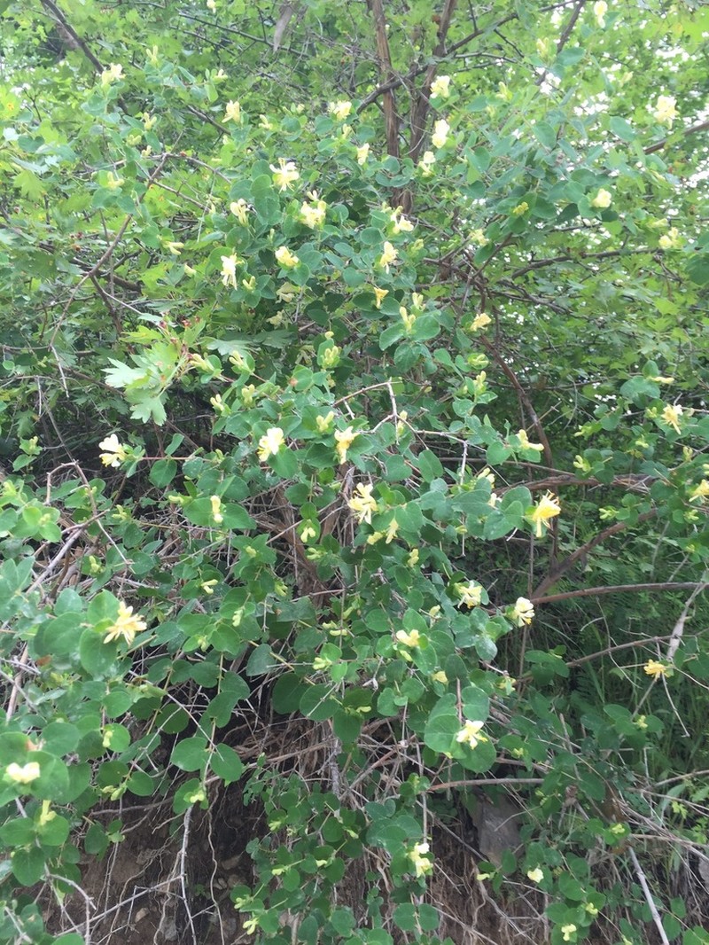 Lonicera bracteolaris