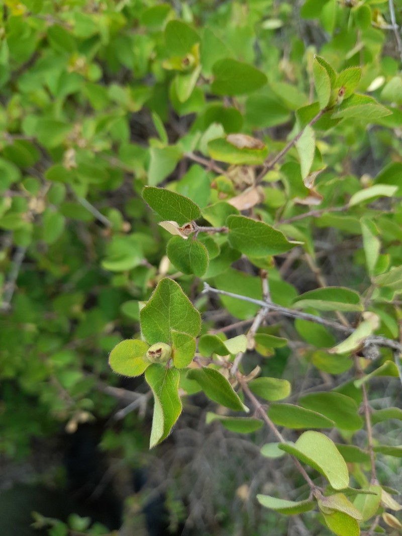 Lonicera bracteolaris photo 3