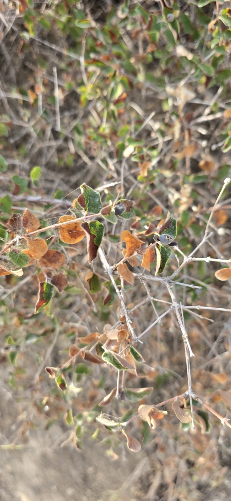 Lonicera bracteolaris photo 4