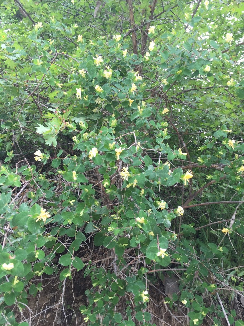 Lonicera bracteolaris photo 5