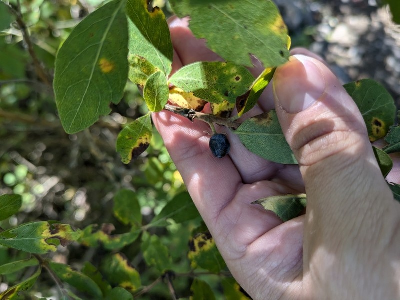 Lonicera buschiorum