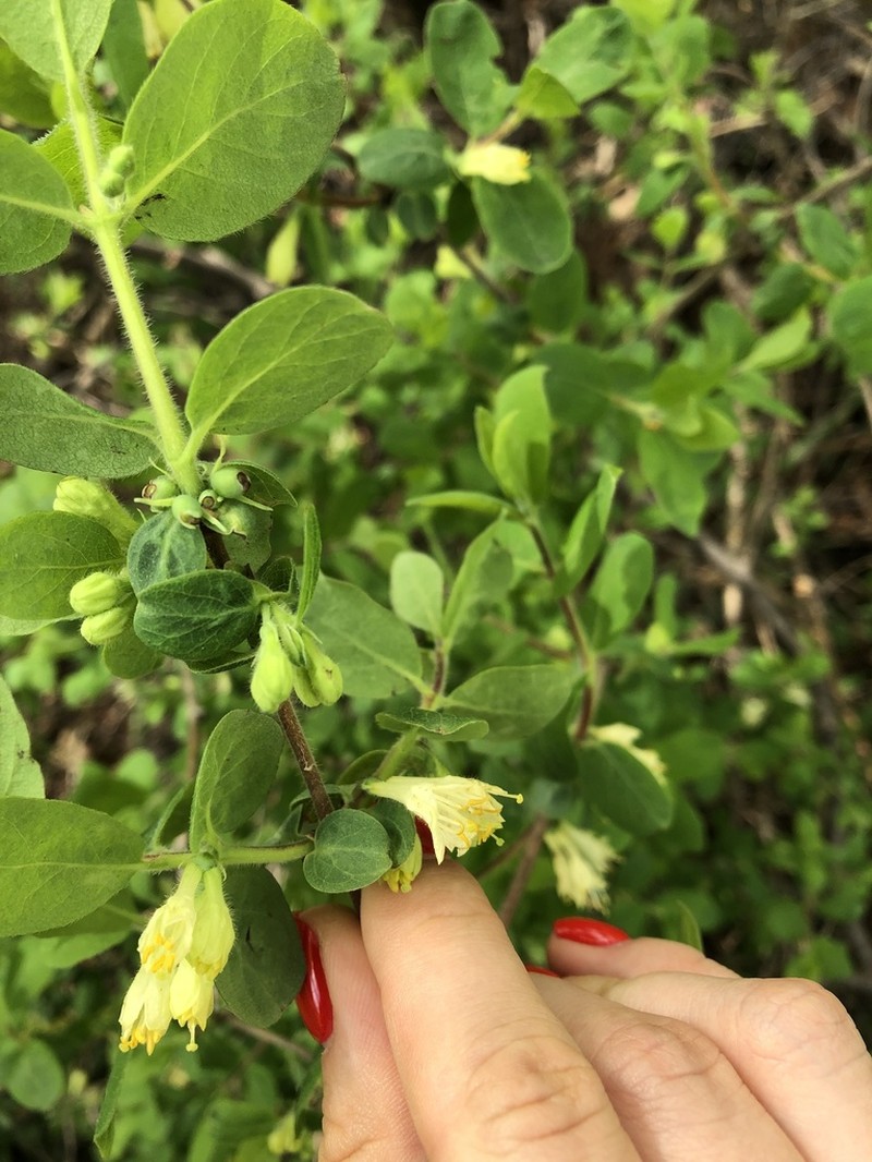 Lonicera buschiorum photo 2
