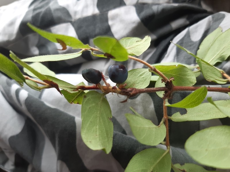 Lonicera buschiorum photo 3