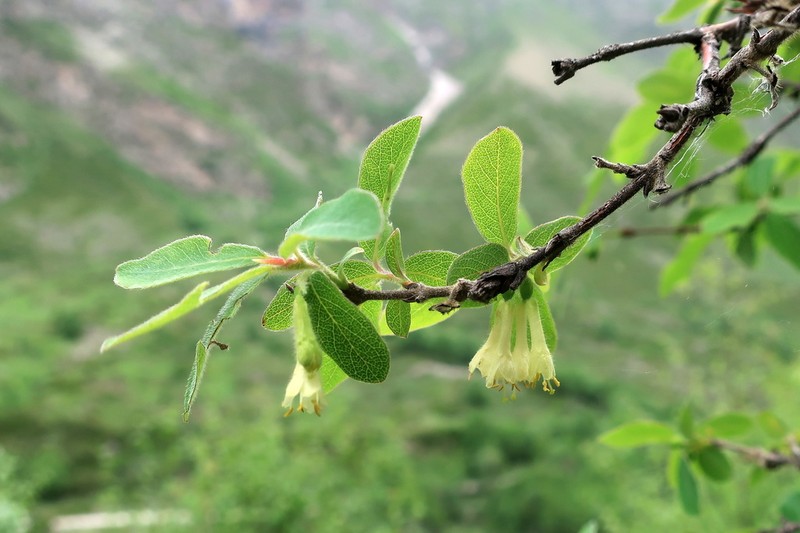 Lonicera buschiorum photo 4