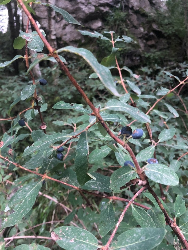 Lonicera buschiorum photo 5
