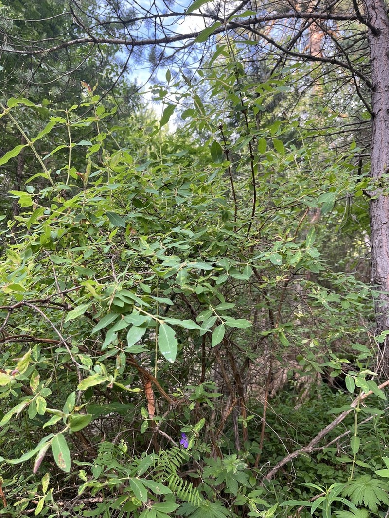 Lonicera buschiorum photo 6
