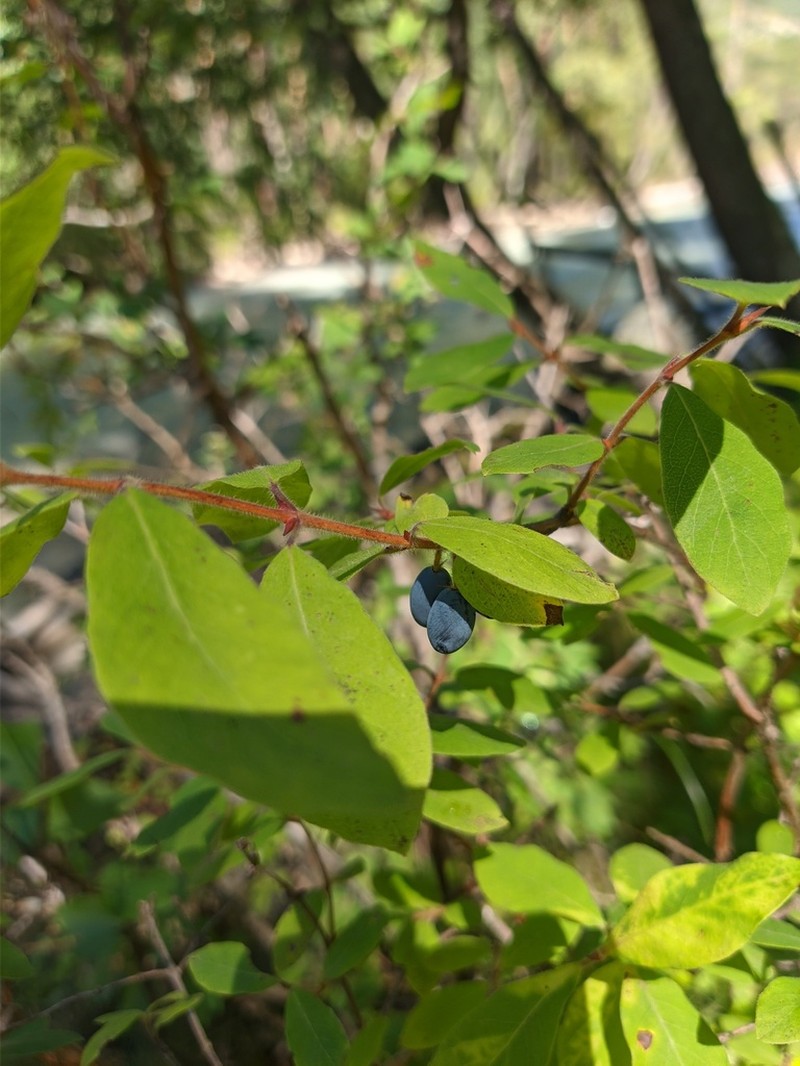 Lonicera buschiorum photo 7